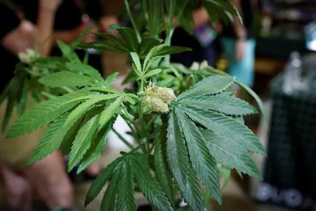 california cannabis mega factory eyes federal legalization of weed