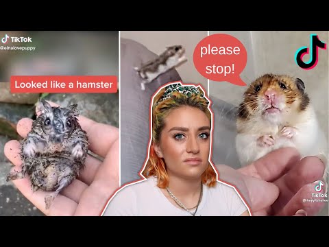 tiktokers abuse hamsters for views
